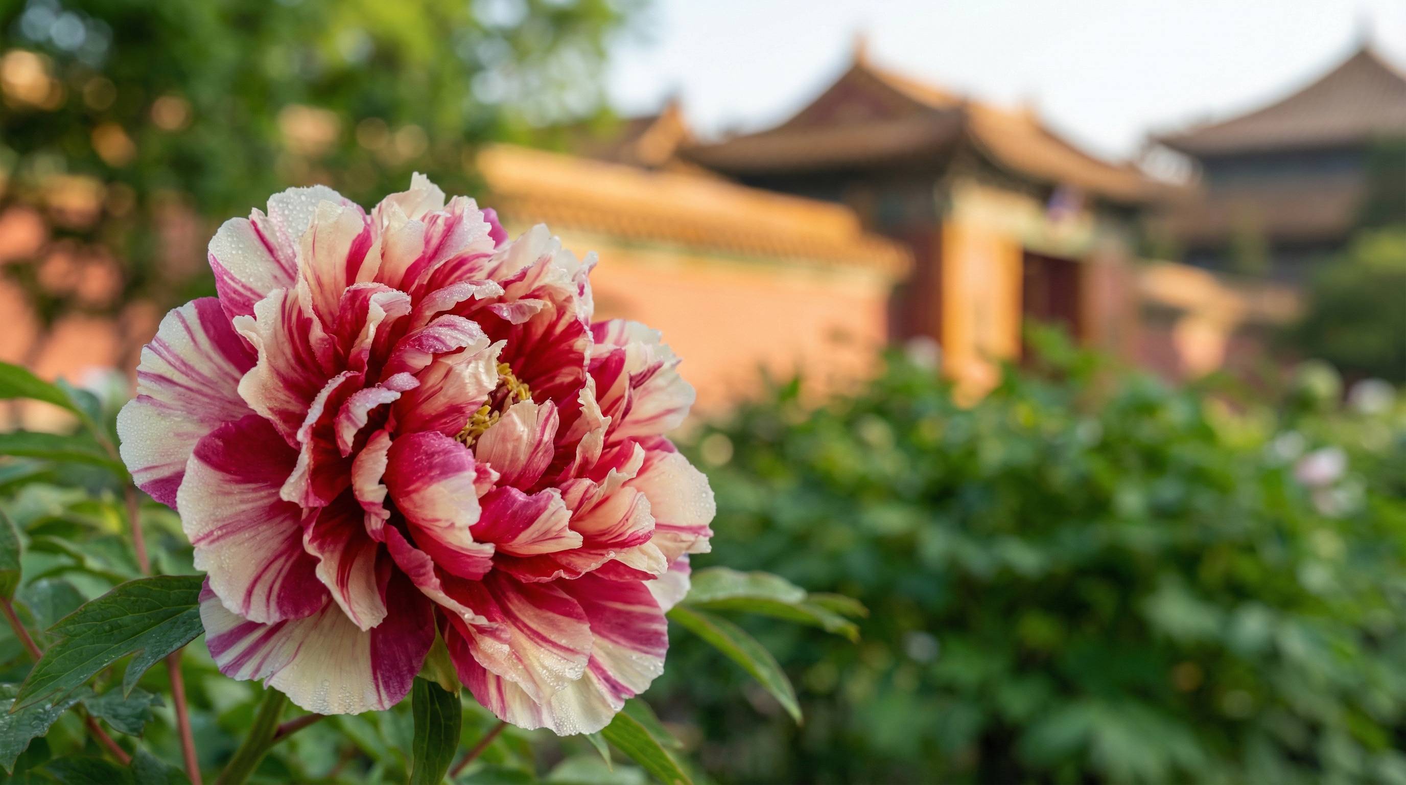 网红主播植物视频 - 牡丹花开视频